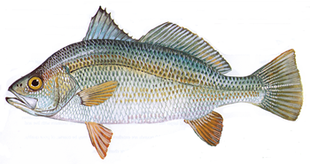 Siver Perch