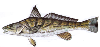 Southern Kingfish (Whiting)