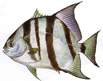 Atlantic Spadefish