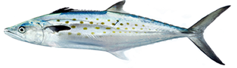 Spanish Mackerel