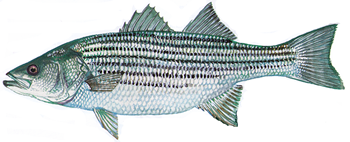 Striped Bass