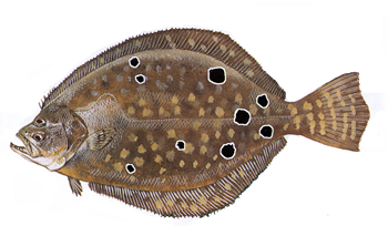 Summer Flounder