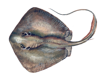 Stingray